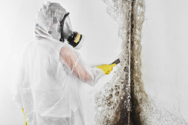 Best Bathroom Mold Remediation in Weston, WV