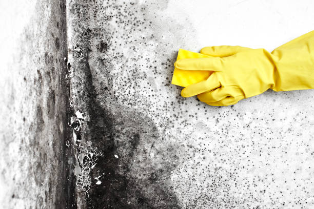 Best Kitchen Mold Remediation in Weston, WV