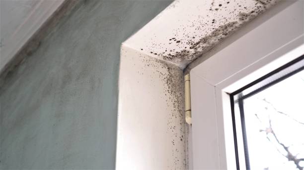 Best Localized Mold Remediation (e.g., coastal areas, humid climates) in Weston, WV