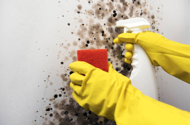 Best Industrial Mold Remediation in Weston, WV