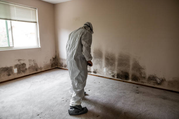 Best Insurance-Related Mold Remediation in Weston, WV