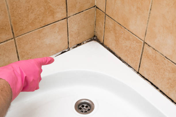 Best Mold Testing and Inspection Services in Weston, WV